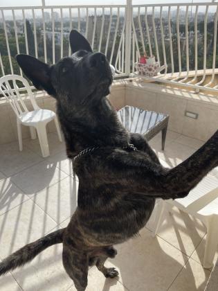 למסירה אס החמוד רועה הולנדי