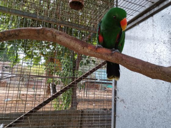 אקלקטוס זכר בגיל 6 למכירהניצוי