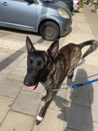 למסירה אס החמוד רועה הולנדי