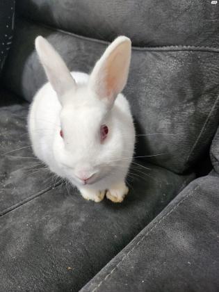 ארנב ננסי מעורב ומטופח