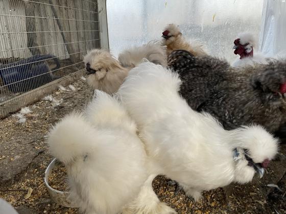 למכירה תרנגולות משי זכרים בלבד