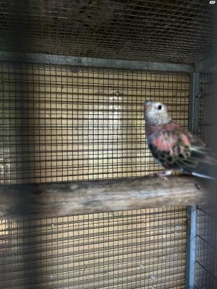 תוכי בורקיס פרקיט למכירה זוג