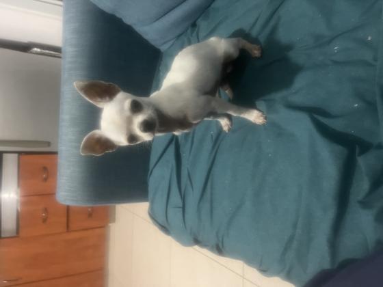 למכירה גור צ׳יוואווה זכר ננסי