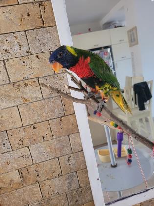 תוכי לורי עם כלוב וסטנד