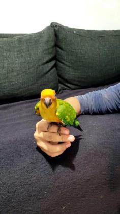 קוניור שמש שני גוזלים בני