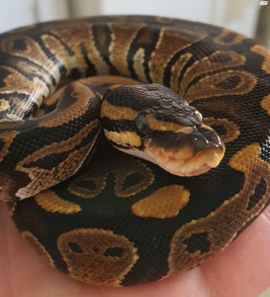 פיתון מתכדר מופע 100% הט