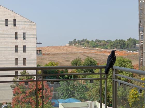 חסידה 4 (גני שרון)