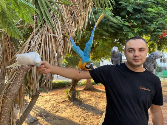 ג״אקו אפריקאי זנב אדום, אנרגטי