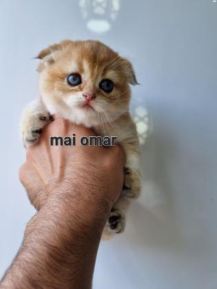 סקוטי פולד וסטרייט גולדן, מוכנים