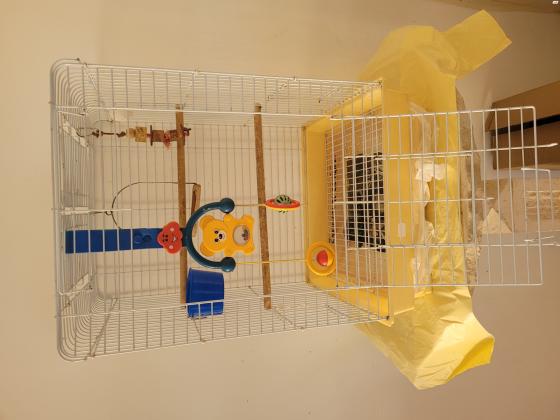 תוכי לורי עם כלוב וסטנד