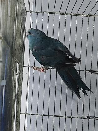 זוג קקריקים יפייפיים זכר כחול