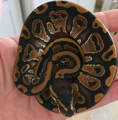 פיתון מתכדר מופע 100% הט