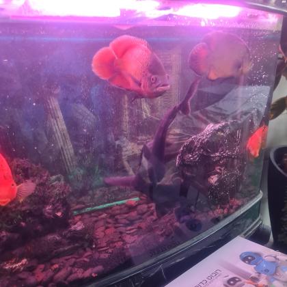 דגים טורפים לאקווריום גדול