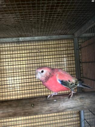 תוכי בורקיס פרקיט למכירה זוג