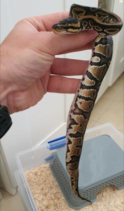 פיתון מתכדר מופע 100% הט