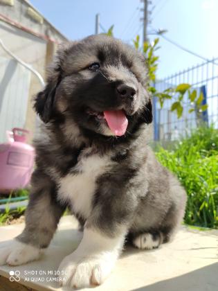 גורי רועה קווקזי, תעודות fci,אחרי