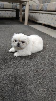 גור פקינז מהמם למכירה צבע