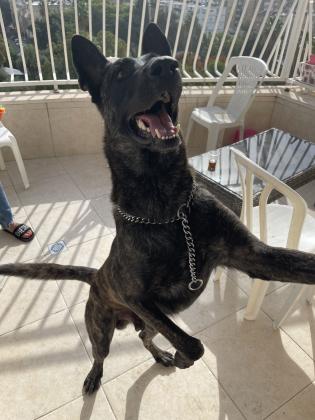 למסירה אס החמוד רועה הולנדי