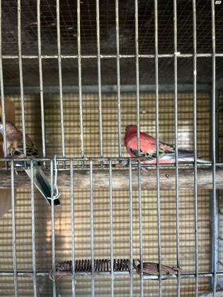 תוכי בורקיס פרקיט למכירה זוג