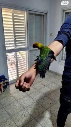 קוניור שמש שני גוזלים בני