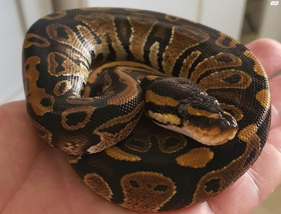 פיתון מתכדר מופע 100% הט