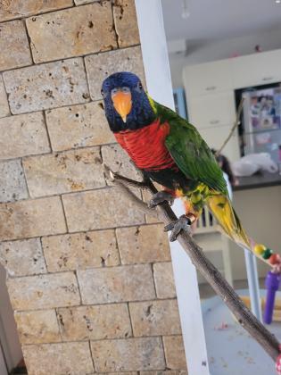 תוכי לורי עם כלוב וסטנד