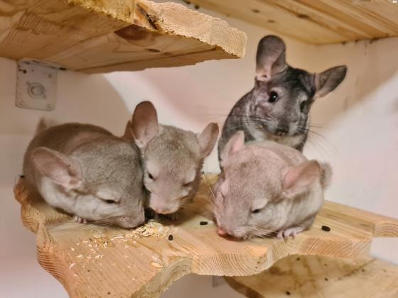 גורי צינצילה מתוקים ממש ומורגלים,