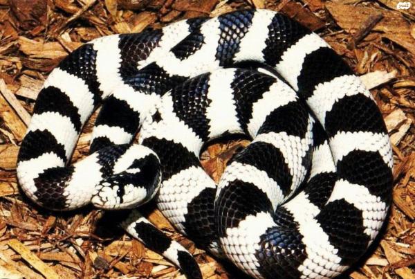 קינג סנייק קליפורניה יפים מאוד,