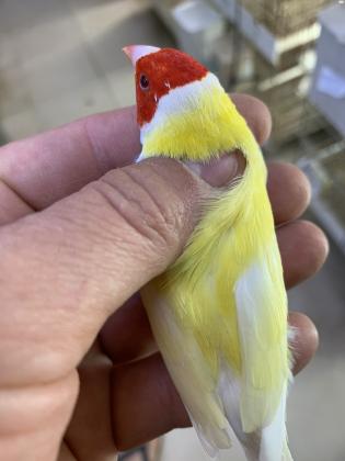 למכירה זוג גולדנים לוטינו זכר