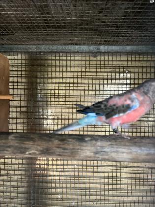 תוכי בורקיס פרקיט למכירה זוג