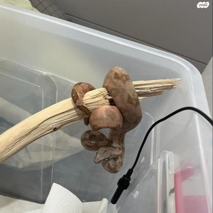 הוג איילנד בת 4 חודש מהממת ביופייה