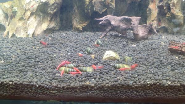 למכירה חלזונות רגל ארנבת בגודל