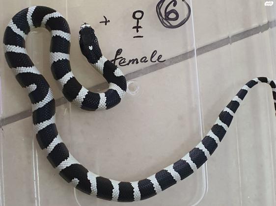 קינג סנייק קליפורניה יפים מאוד,