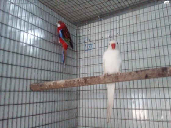 רוזלה בטן אדומה למכירה או