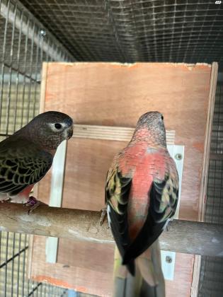 תוכי בורקיס פרקיט למכירה זוג