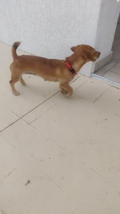 נמצאה כלבה מעורבת - סוג של פינצ'ר