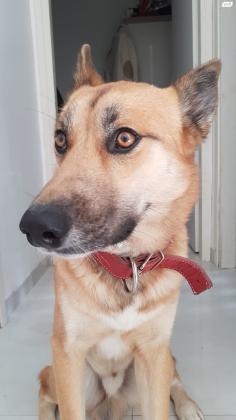 בו המקסים למסירה זאב מעורב