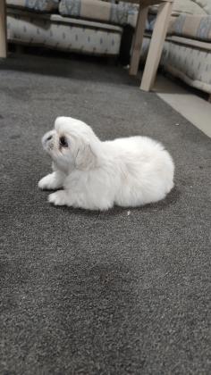 גור פקינז מהמם למכירה צבע