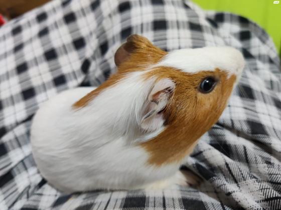 למכירה שרקנים זכרים 2