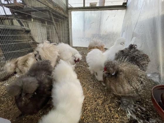 למכירה תרנגולות משי זכרים בלבד