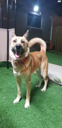 בו המקסים למסירה זאב מעורב