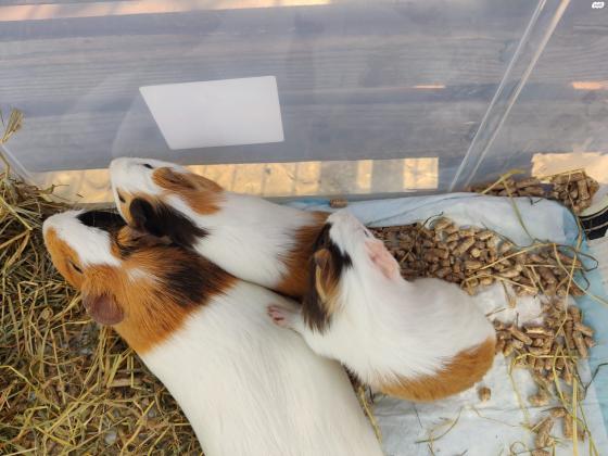 למכירה שרקנים זכרים 2