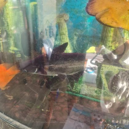 דגים טורפים לאקווריום גדול