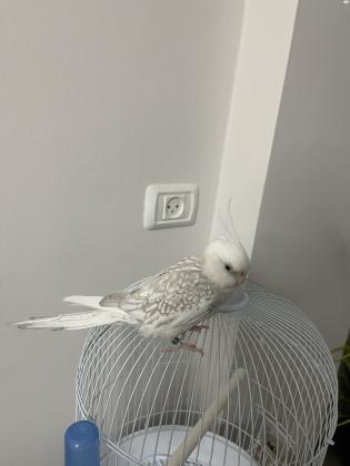 קוקטייל למכירה נקבה בת 2