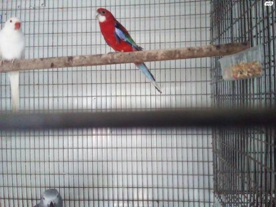 רוזלה בטן אדומה למכירה או