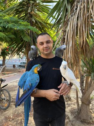 ג״אקו אפריקאי זנב אדום, אנרגטי