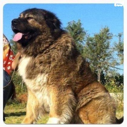 גורי רועה קווקזי, תעודות fci,אחרי