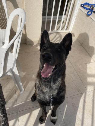 למסירה אס החמוד רועה הולנדי