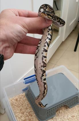 פיתון מתכדר מופע 100% הט