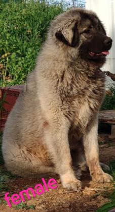 גורי רועה קווקזי, תעודות fci,אחרי